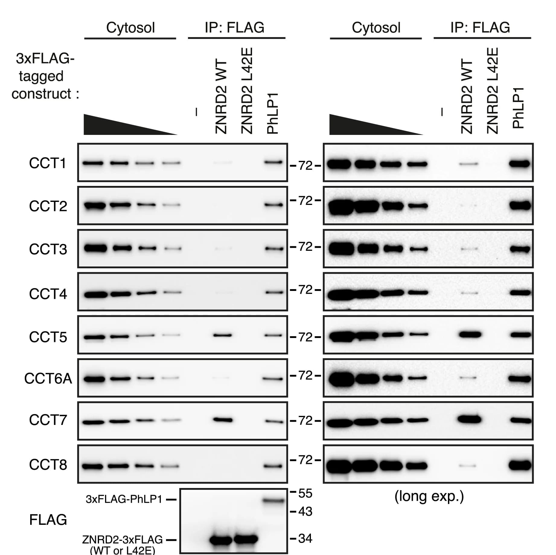 Open access visualization of Gel, HEK293T Cells, 3xFLAG-tagged Proteins, Immunoprecipitation, Immunoblotting