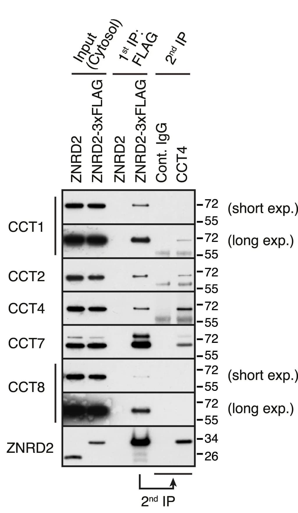 Open access visualization of Gel, ZNRD2-KO Cells, ZNRD2-3xFLAG, Immunoprecipitation, CCT4 Antibody