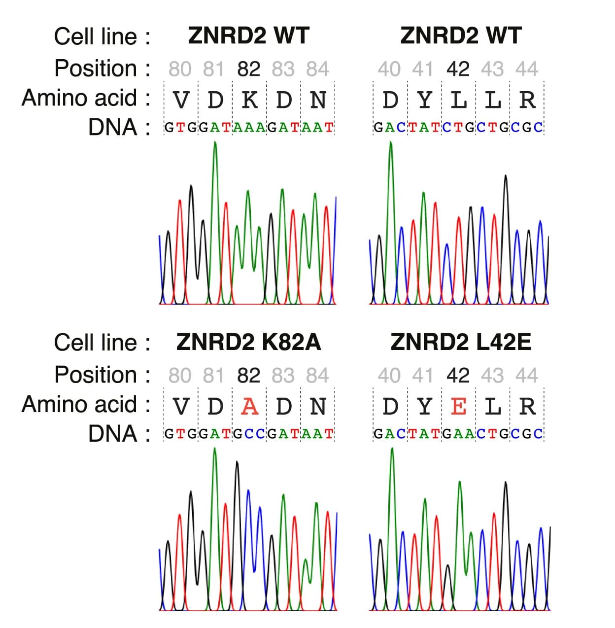 Open access visualization of Line Plot, Exogenous ZNRD2 Sequence, FRT Site, PCR Amplification, Genomic DNA