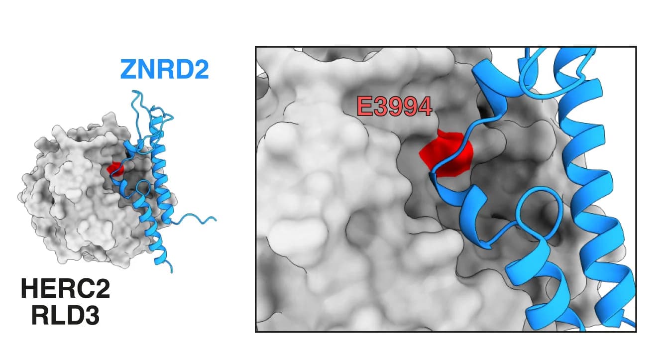Open access visualization of Protein Structure, ZNRD2, RLD3, HERC2, Structural Model