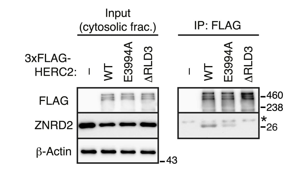 Open access visualization of Gel, HEK293T Cells, 3xFLAG-HERC2 Constructs, Anti-FLAG IP, Immunoblotting