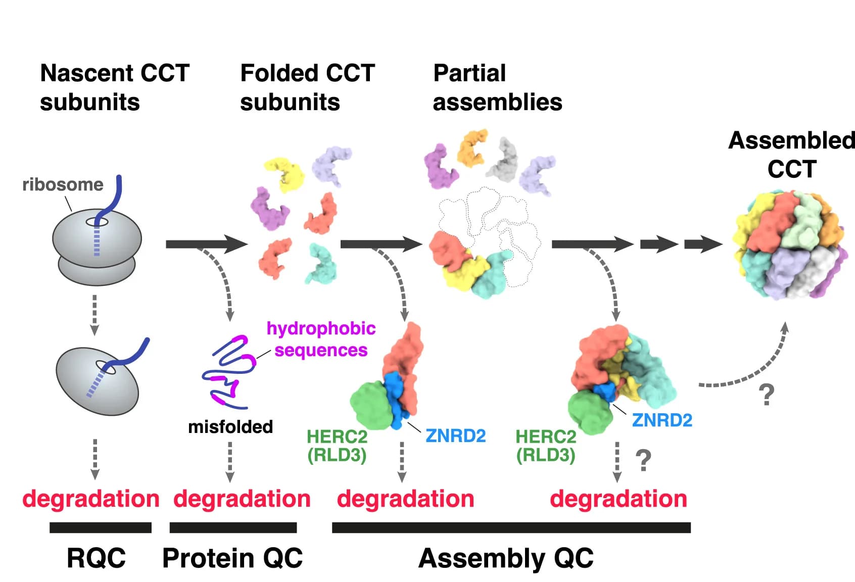 Open access visualization of Workflow, Illustration, Quality Control, CCT Biogenesis, Ribosome-Associated Quality Control