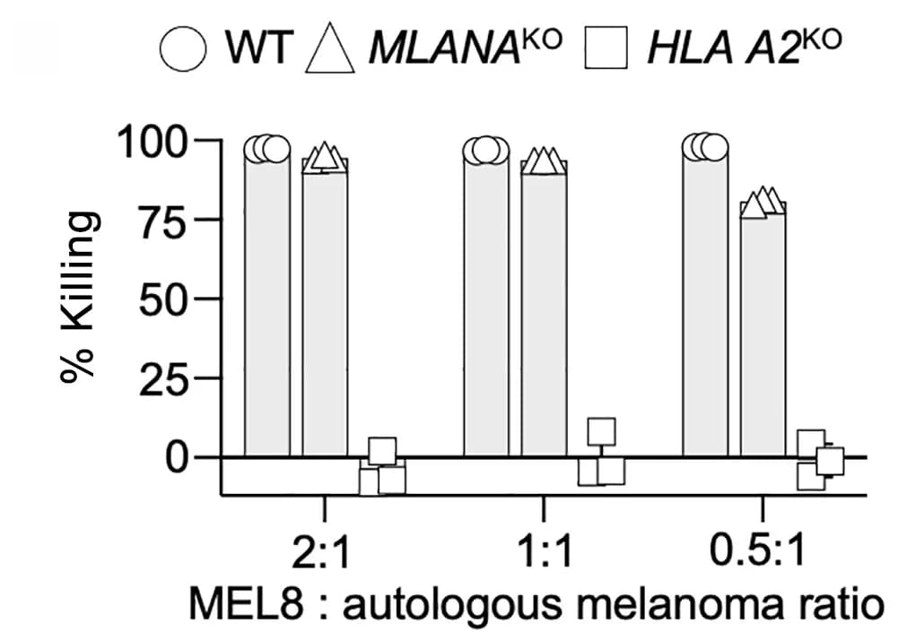 Open access visualization of Bar Plot, Killing assay, MEL8, Wild-type, MLANA knockout
