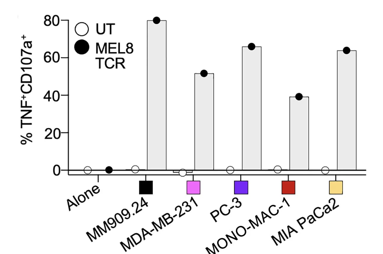 Open access visualization of Bar Plot, CD8 T cells, MEL8 TCR, Cancer cell lines, HLA A*02:01