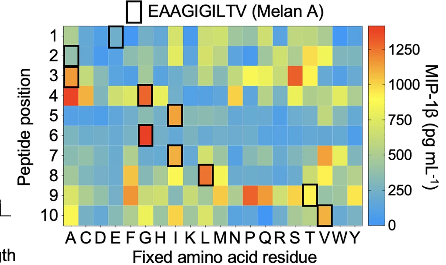 Open access visualization of Heatmap, MEL8 Activation, MIP-1beta ELISA, Peptide Library
