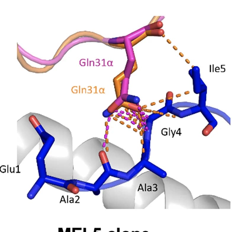 Open access visualization of Protein Structure, Chemical Structure, TCR, Melan A Peptide