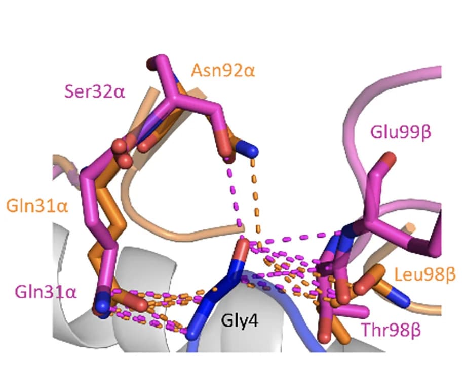 Open access visualization of Protein Structure, Chemical Structure, TCR, Melan A Peptide