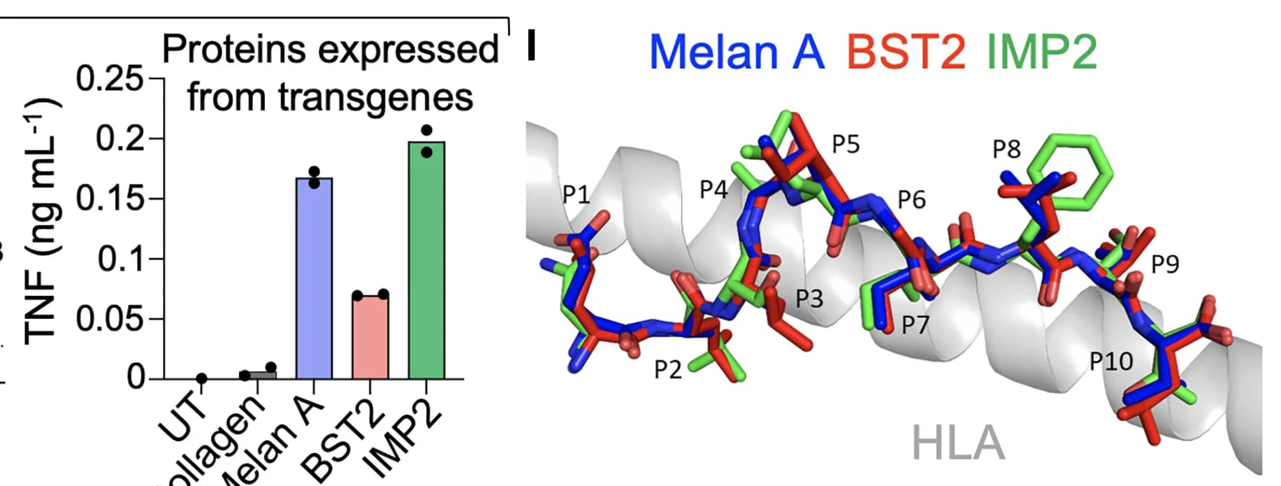 Open access visualization of Protein Structure, Bar Plot, T Cell Recognition, ELISA, Cell Line