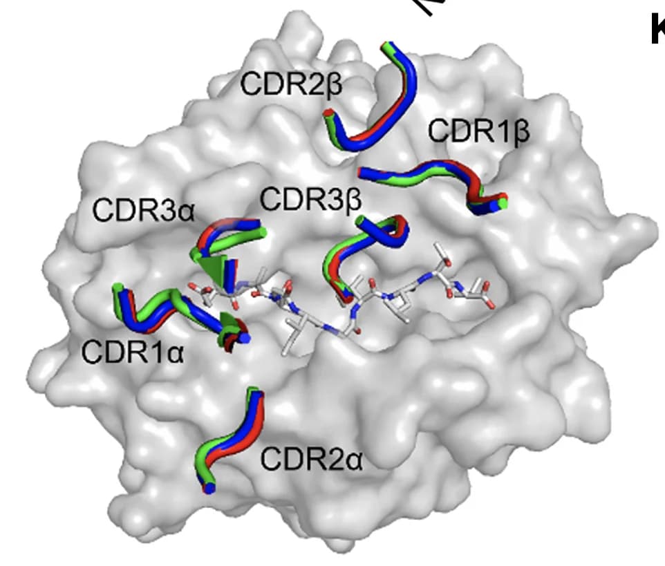 Open access visualization of Protein Structure, 3D Plot, TCR, CDR3 Loops, Melan A Peptide