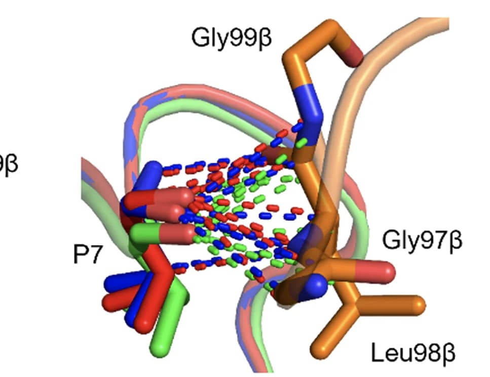 Open access visualization of Protein Structure, Chemical Structure, T Cell Residues, Melan A Peptide, BST2 Peptide