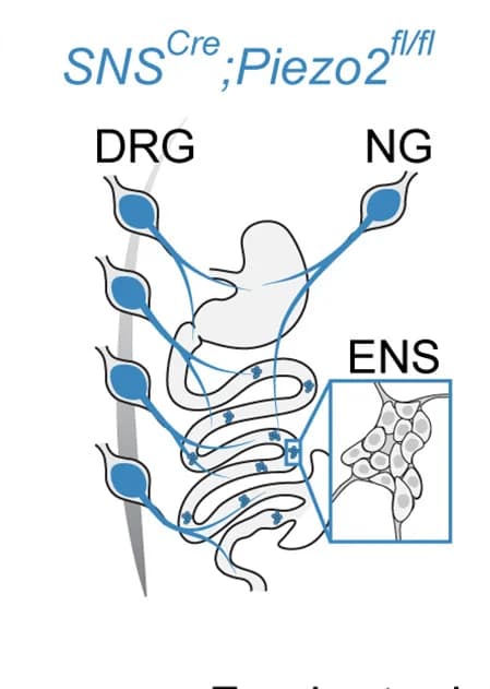 Open access visualization of Illustration, Workflow, Neurons, GI Tract, Piezo2
