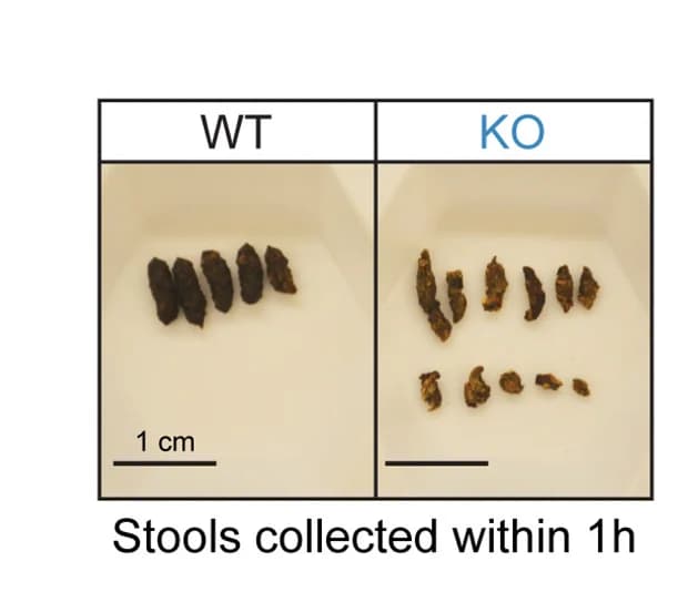 Open access visualization of Photo, Dried Stools, Mice, Wild Type, Knockout