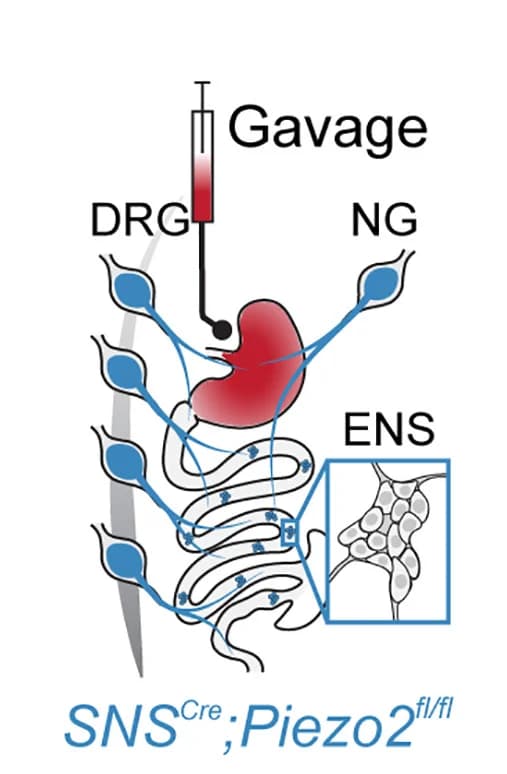 Open access visualization of Illustration, Workflow, Gastric Emptying, Piezo2SNS Mice