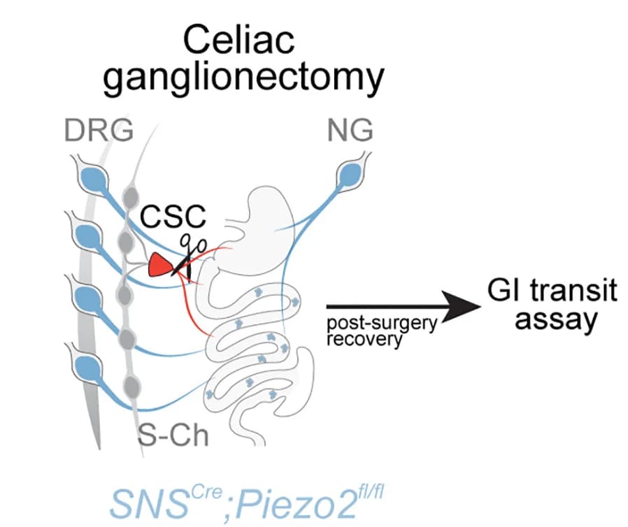 Open access visualization of Workflow, Illustration, Celiac Ganglia Denervation, Piezo2SNS Mice, Sympathetic Chain
