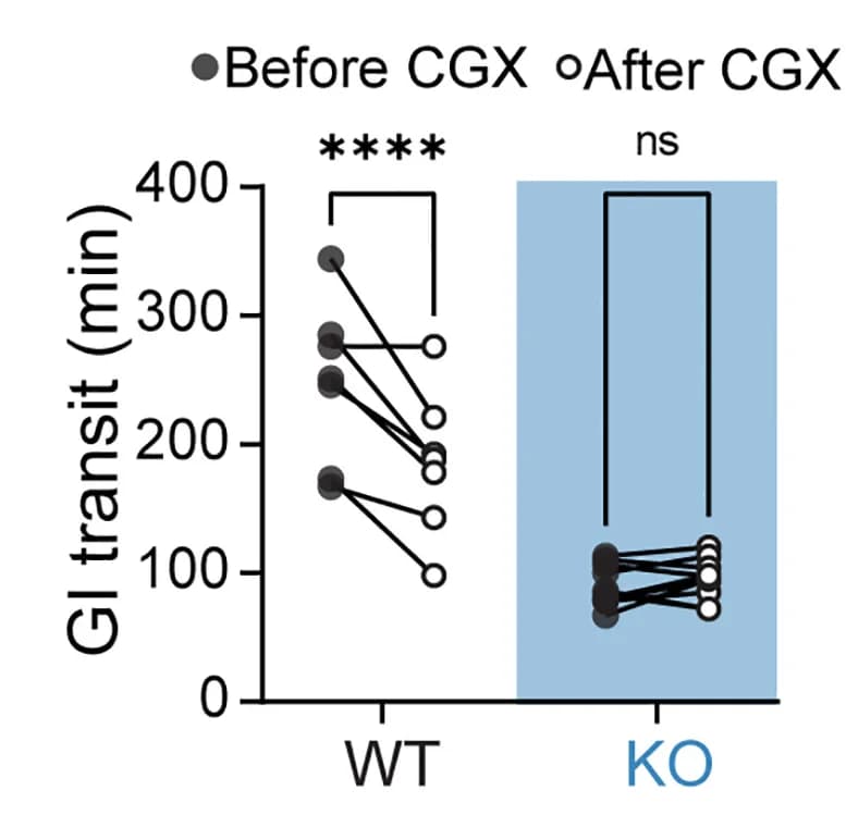 Open access visualization of Scatter Plot, GI Transit Time, Celiac Ganglia Denervation, SNSCre-/-;Piezo2fl/fl Mice, SNSCre+/-;Piezo2fl/fl Mice
