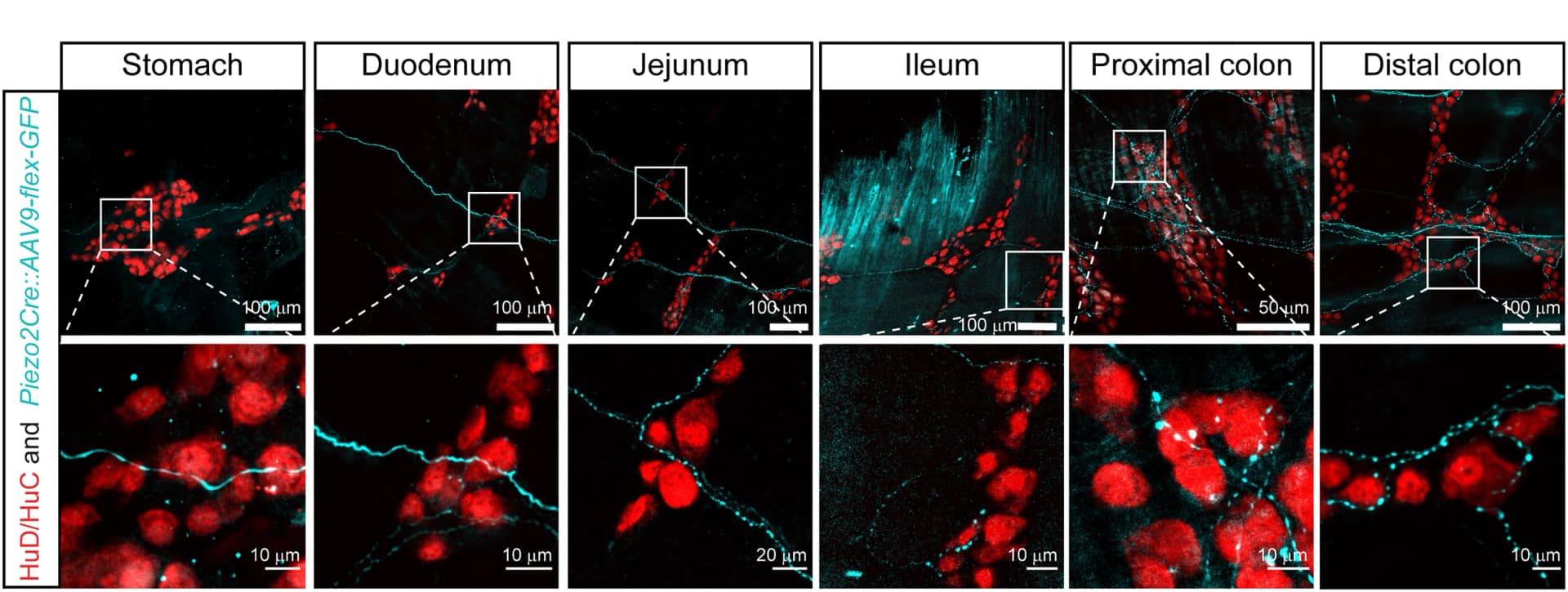 Open access visualization of Microscopy, Stomach, Small Intestine, Colon, Enteric Neuron