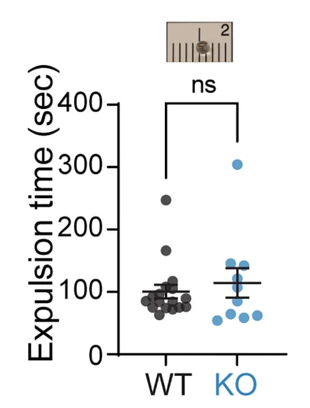 Open access visualization of Scatter Plot, Error Bars, Expulsion time, SNSCre−/−;Piezo2fl/fl mice, SNSCre+/–;Piezo2fl/fl mice