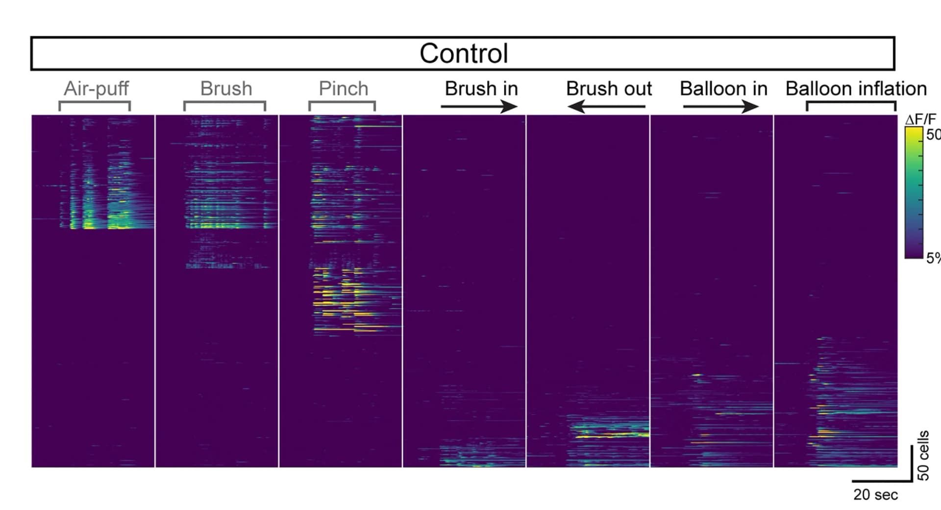 Open access visualization of Heatmap, Calcium responses, Control DRG neurons, Air puff, Brush