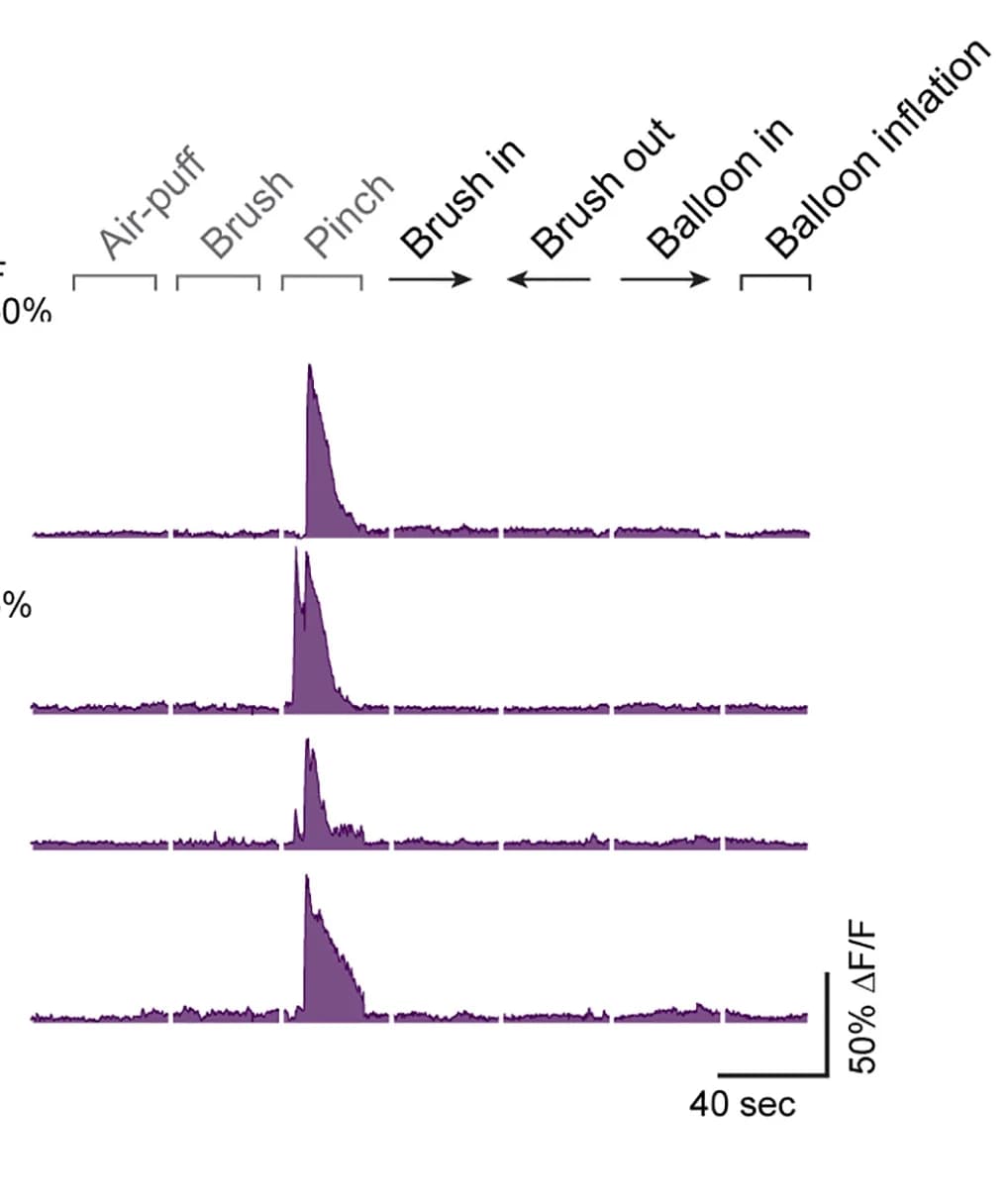 Open access visualization of Line Plot, Calcium traces, Neurons