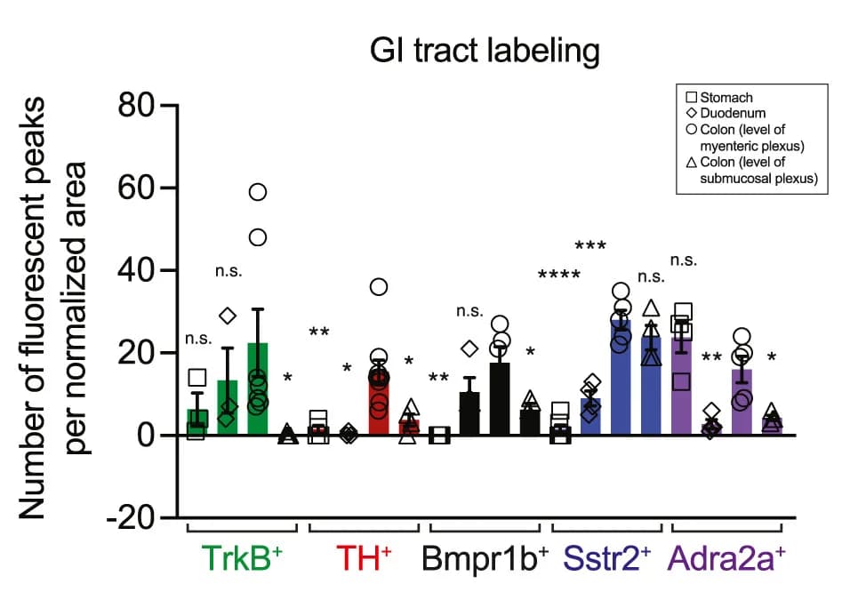 Open access visualization of Bar Plot, Error Bars, Scatter Plot, Fiber Density, Stomach