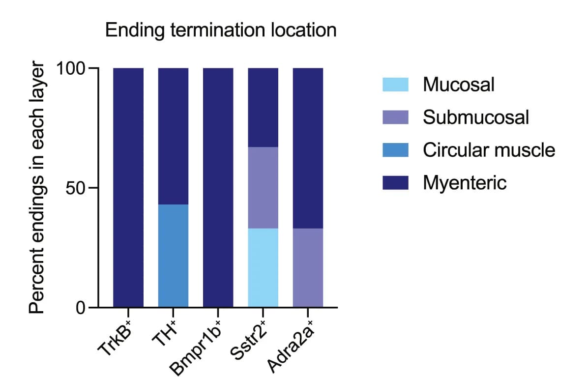 Open access visualization of Stacked Bar Plot, Graph, Colon, Termination Location