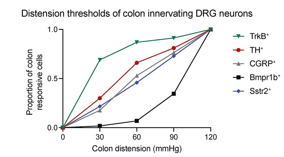 Open access visualization of Line Plot, Graph, Distension Thresholds, Colon-Innervating Populations, Calcium Imaging