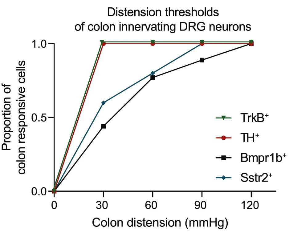 Open access visualization of Line Plot, Distension thresholds, Colon-innervating populations, MEA recordings