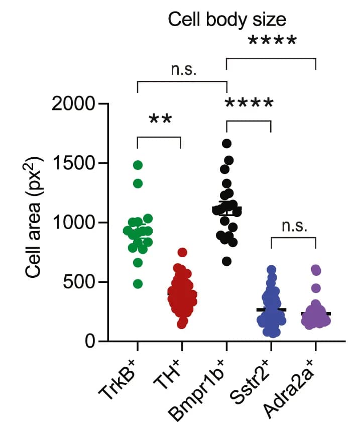 Open access visualization of Scatter Plot, Cell size quantification, Colon-innervating DRG neuron populations, ISH, TrkB+ units