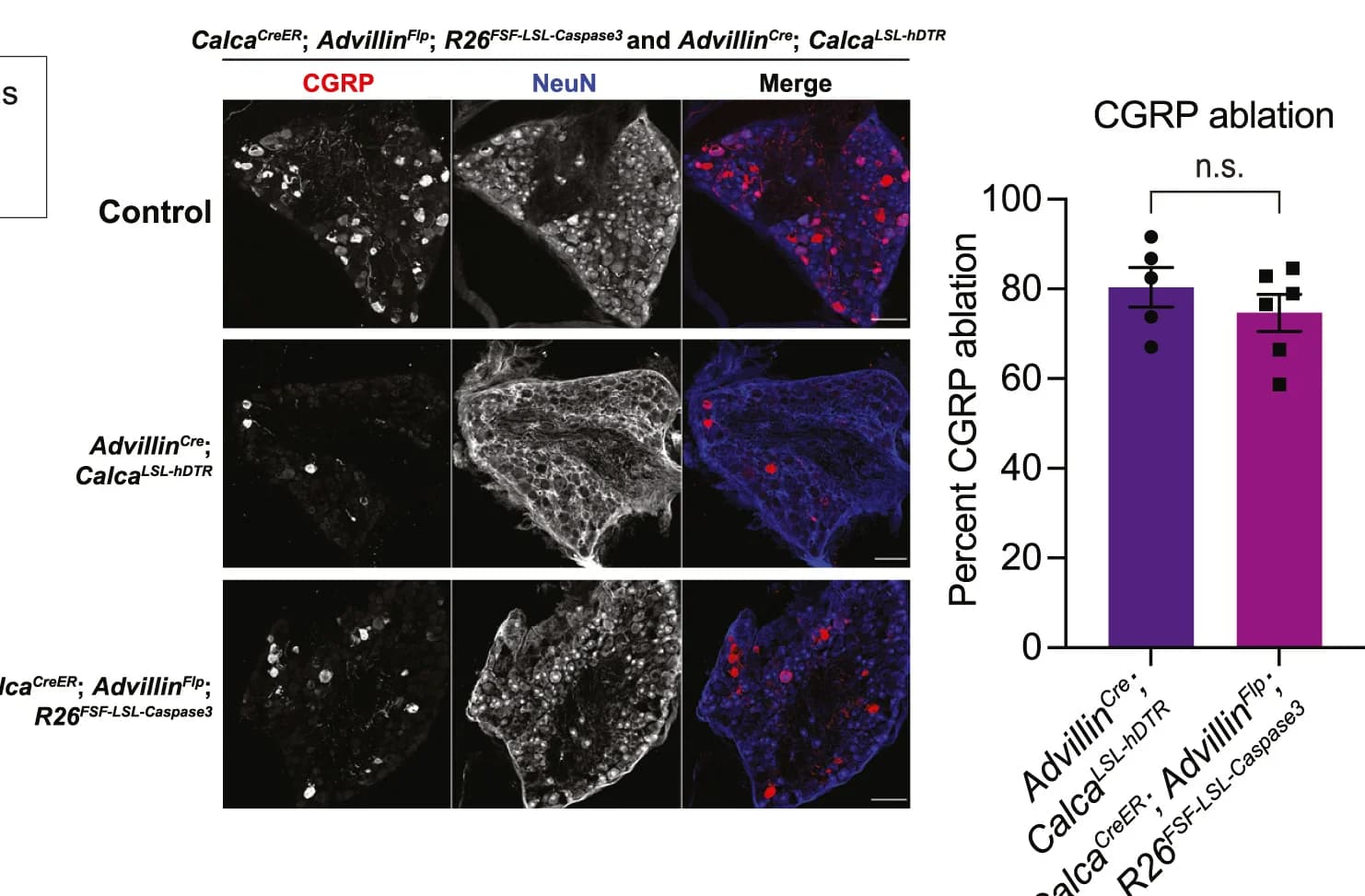 Open access visualization of Bar Plot, Error Bars, Microscopy, Photo, Pupil Dilation
