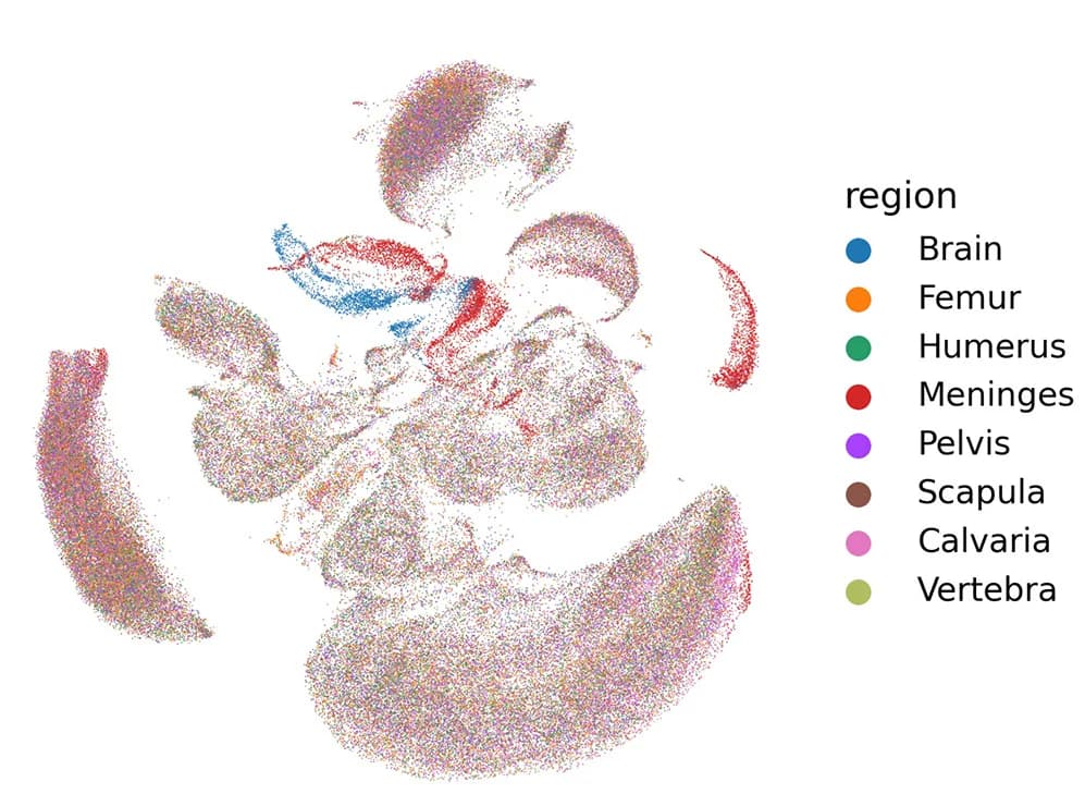 Open access visualization of Scatter Plot, UMAP, scRNA-seq, Region