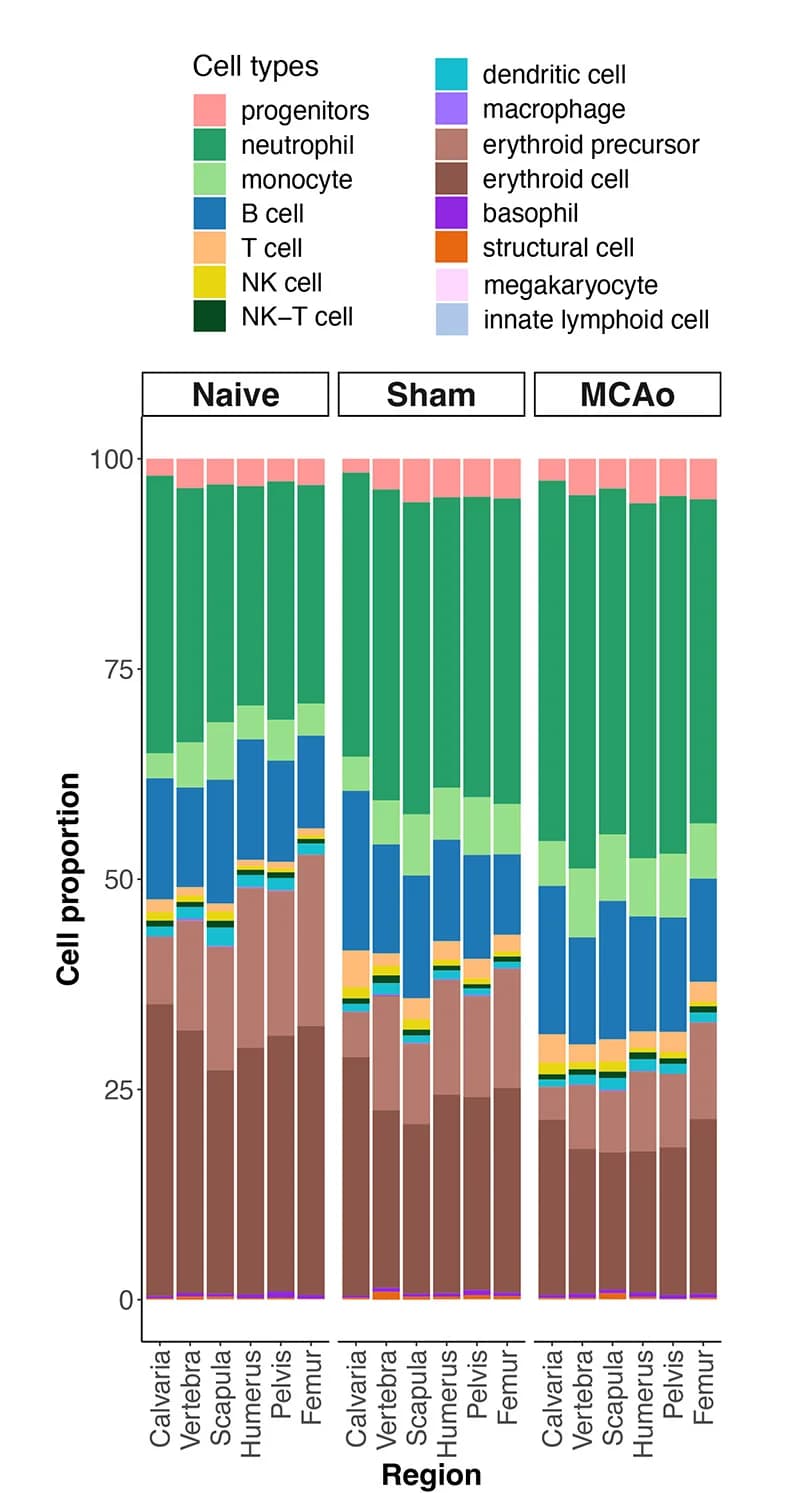 Open access visualization of Stacked Bar Plot, Cell Type, Proportion