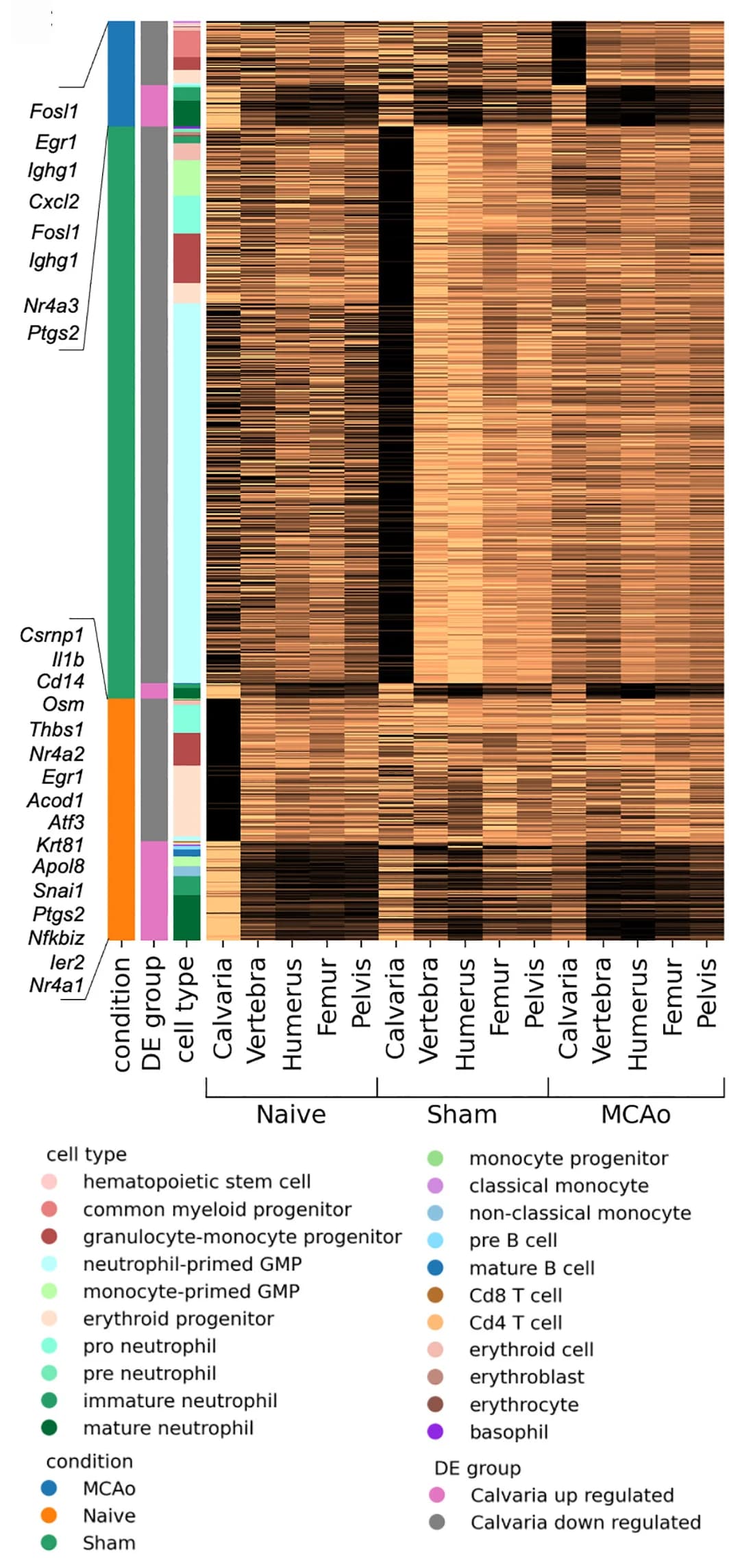 Open access visualization of Heatmap, Stacked Bar Plot, Bar Plot, Upregulated Genes, Calvaria