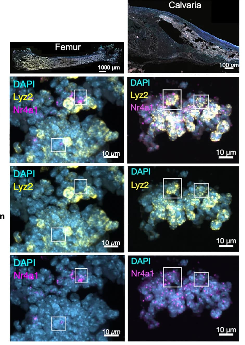 Open access visualization of Microscopy, Nr4a1, Lyz2, Mpo, RNAscope