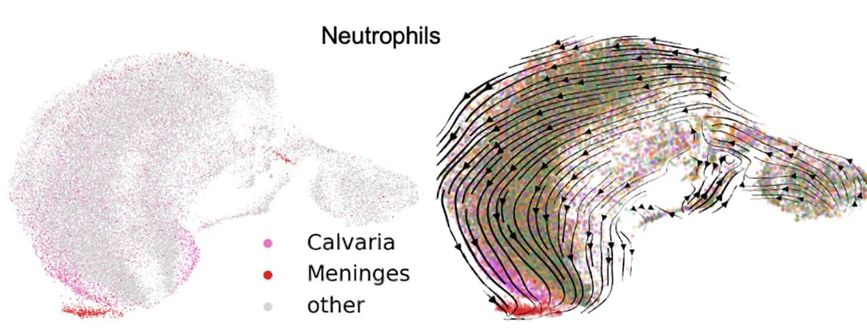 Open access visualization of Scatter Plot, Line Plot, Neutrophil, Calvaria, Dura