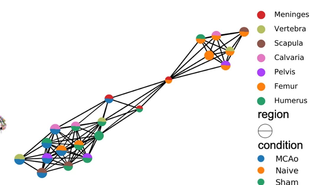 Open access visualization of Network, Pathway, PAGA Analysis, Neutrophil, Condition