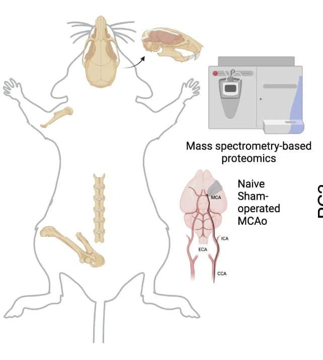 Open access visualization of Illustration, Experimental Pipeline, Mouse Calvaria, Humerus, Vertebra