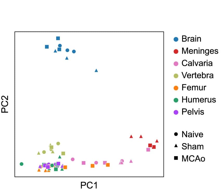 Open access visualization of Scatter Plot, PCA, Principal Component Analysis, Bones, Dura