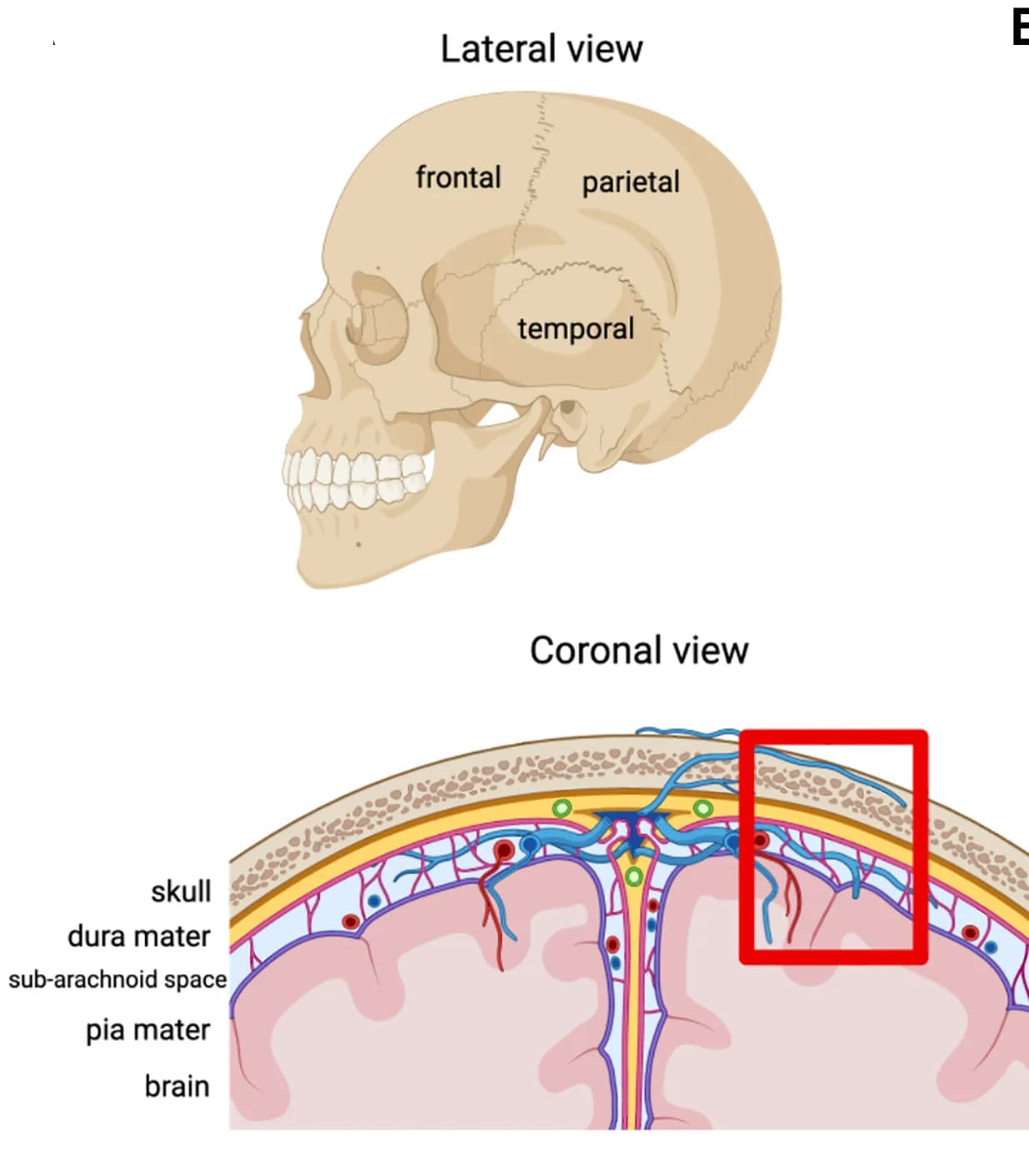 Open access visualization of Illustration, Skull, Meningeal Layers, Brain