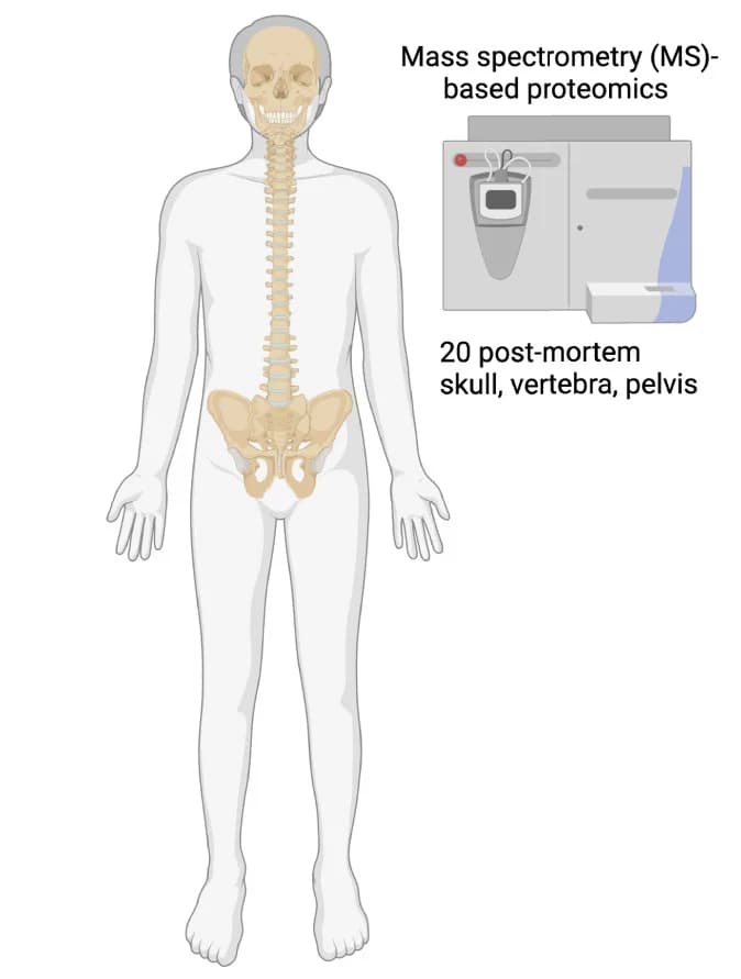 Open access visualization of Illustration, Experimental Pipeline, Mass Spectrometry, Proteomics, Skull
