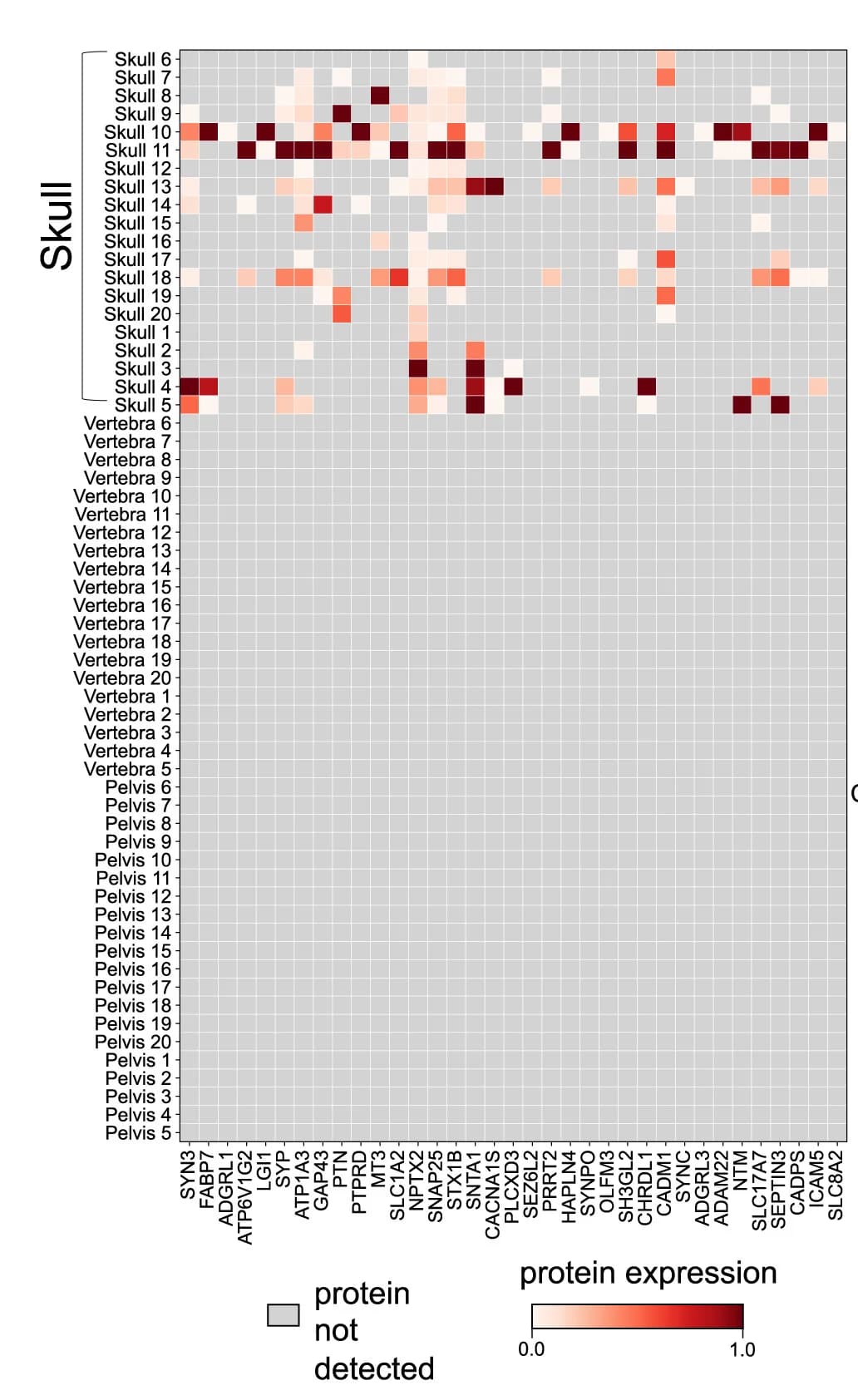 Open access visualization of Heatmap, Expression Levels, Proteins, Gene Ontology, Synapse