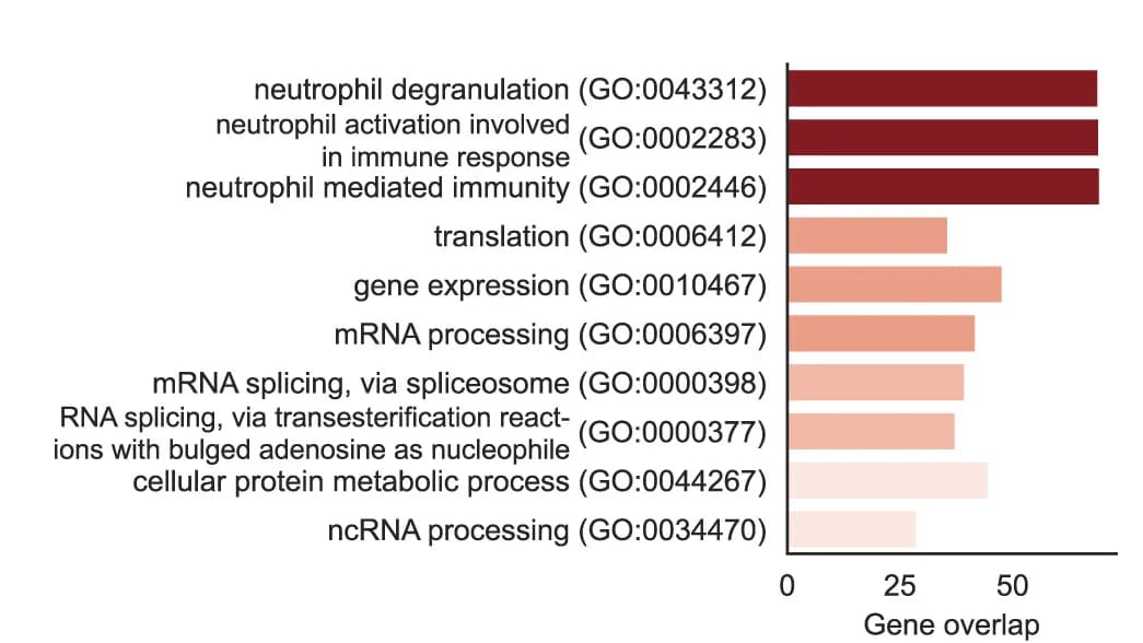 Open access visualization of Bar Plot, Gene Ontology, Skull, Downregulated Proteins