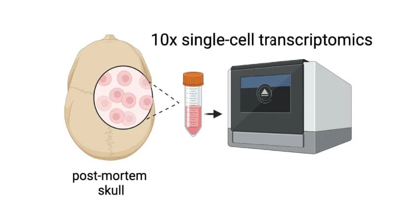Open access visualization of Workflow, Illustration, Single-Cell Sequencing, Post-Mortem, Skull