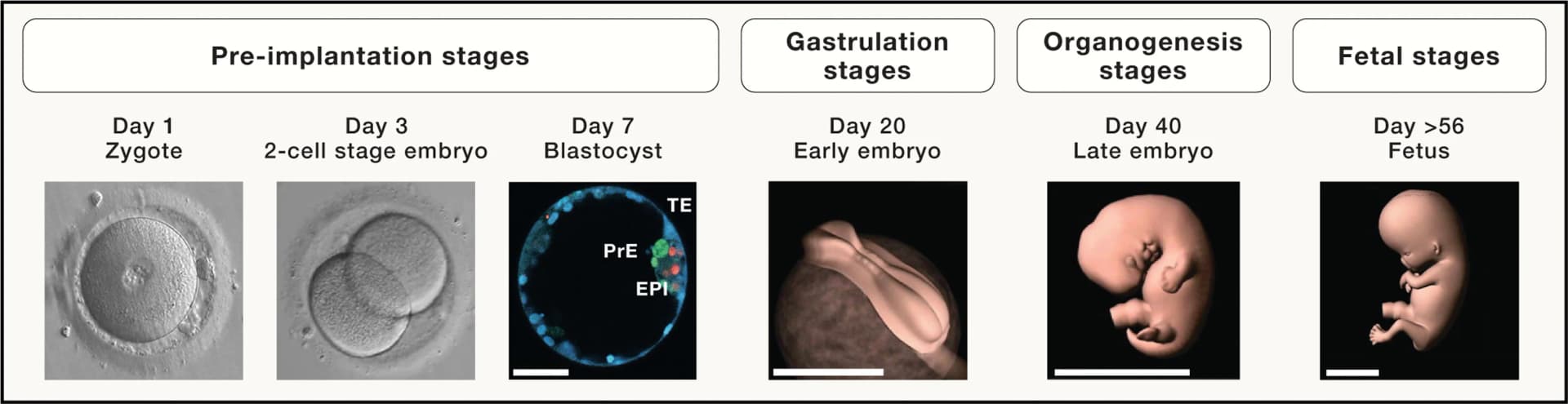 Open access visualization of Workflow, Illustration, Human Embryo, Preimplantation, Gastrulation