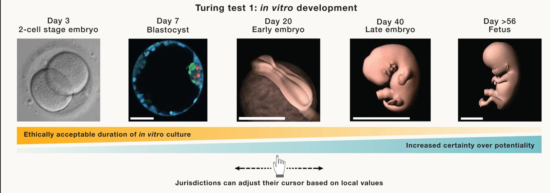 Open access visualization of Microscopy, Photo, Human Embryo Model, Embryo Development, In Vitro Culture