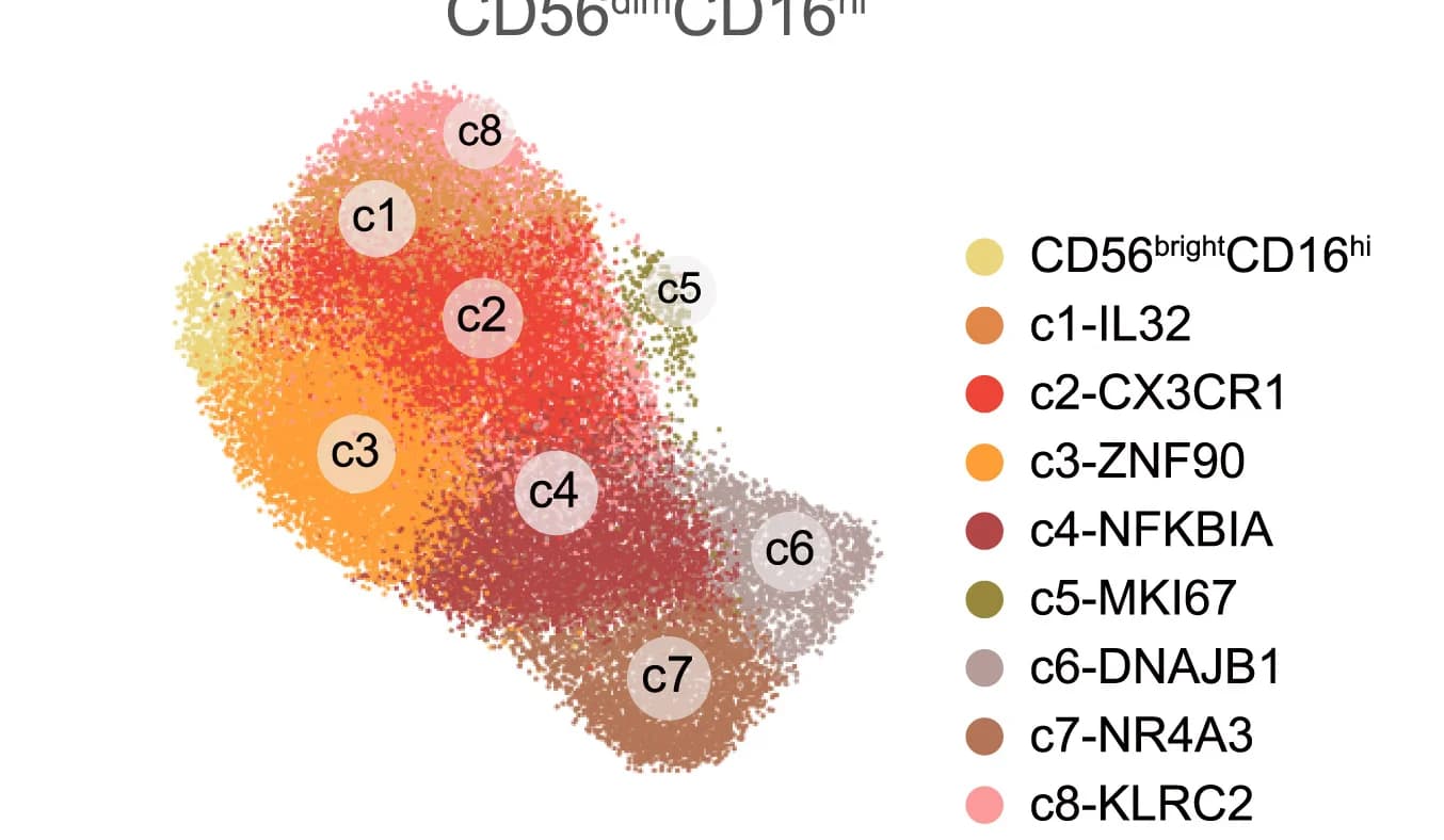 Open access visualization of Scatter Plot, UMAP, CD56dimCD16hi NK Cells