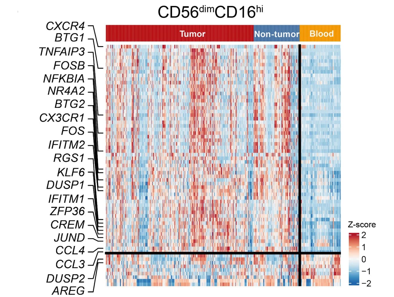 Open access visualization of Heatmap, Differentially Expressed Genes, CD56dimCD16hi NK Cells, Blood, Non-Blood Tissue