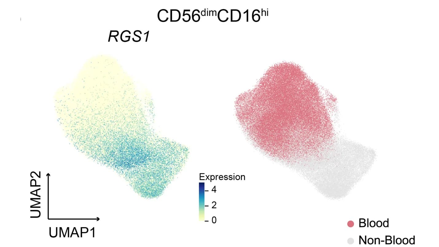 Open access visualization of UMAP, Scatter Plot, UMAP Plots, RGS1 Expression, Tissue Distribution