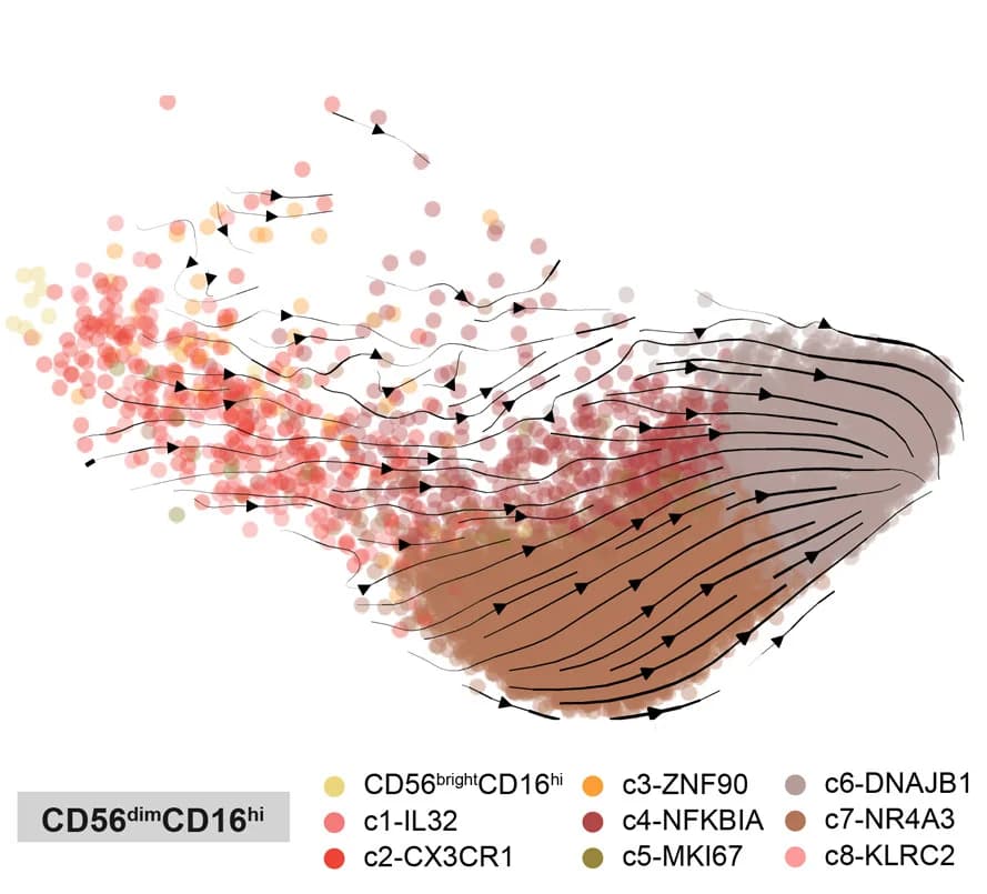 Open access visualization of Scatter Plot, RNA Velocity, UMAP, CD56dimCD16hiNK Cells, Cell Subsets