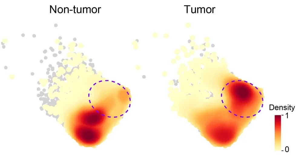 Open access visualization of Scatter Plot, Density Plot, Density Plots, CD56dimCD16hiNK Cells, Tumor Tissue