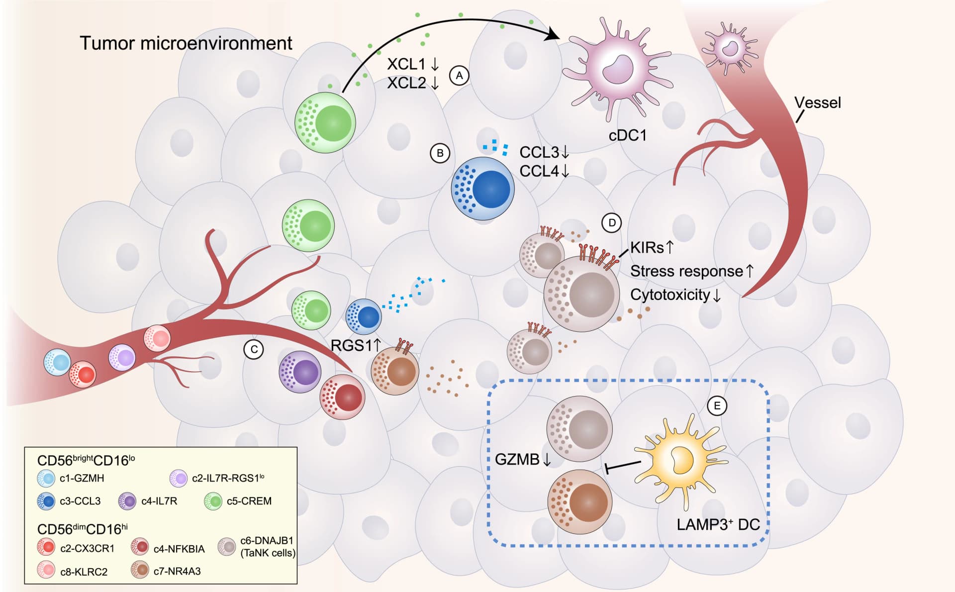 Open access visualization of Workflow, Illustration, NK Cells, Tumor-infiltrating, Phenotypic Shifts